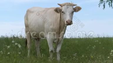 草地上的白牛。 <strong>摇钱树</strong>站在绿色的田野里摇着尾巴。 野花在狂风中摇曳